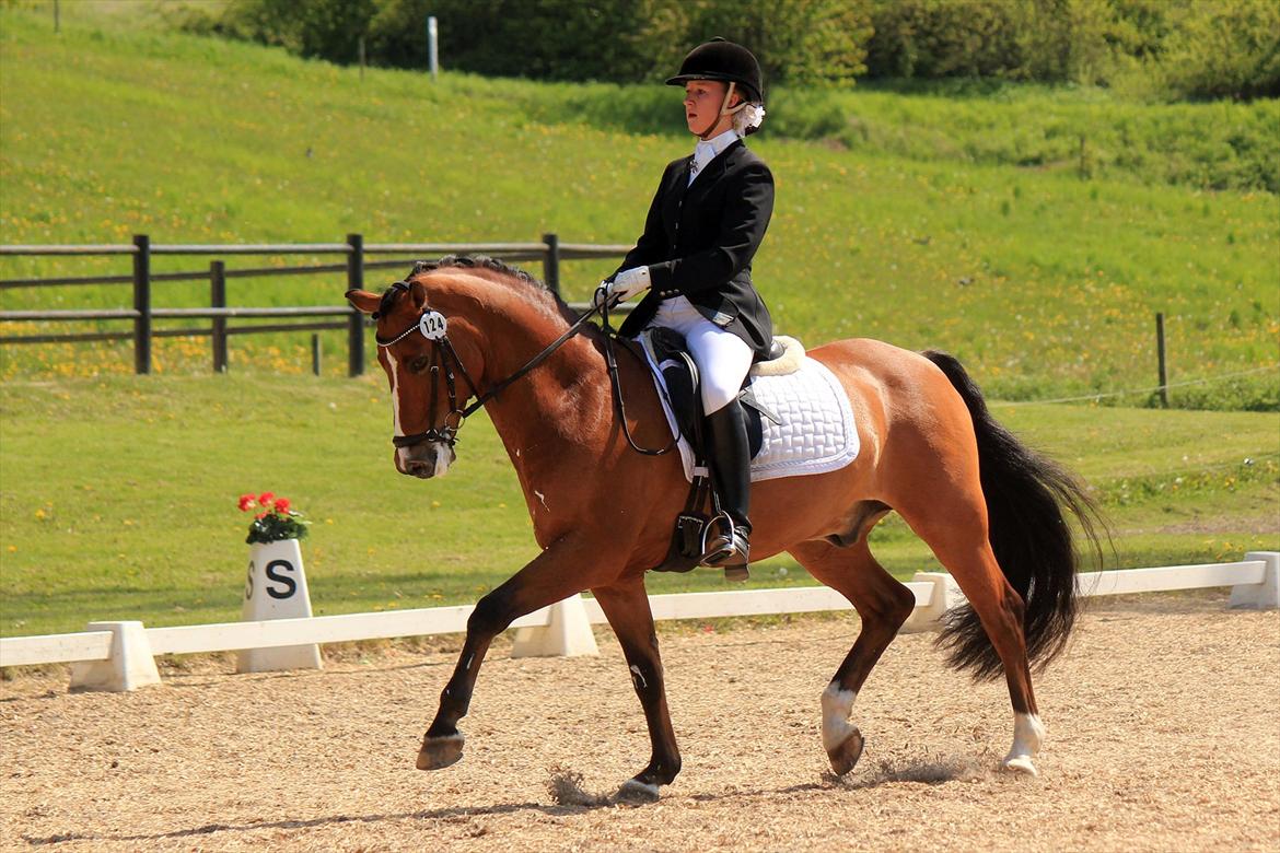 New Forest Fuglekildes macoy - Min lille Coys <3 Vores 4. stævne i en PRI til 64,5&% og først uplaceret :-) Sød pony <3
Foto: Laura Bogut - Tak billede 3