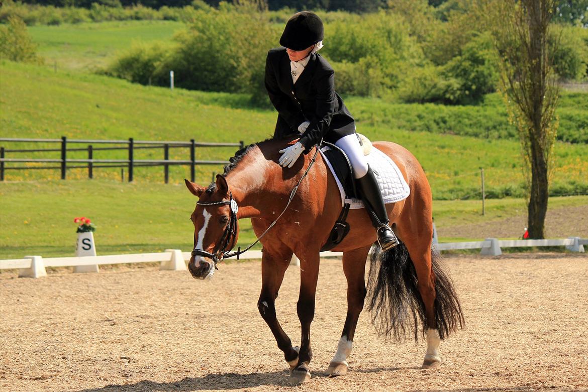 New Forest Fuglekildes macoy - Du er en guttermand lille ven <3
Foto: Laura Bogut - Tak billede 14