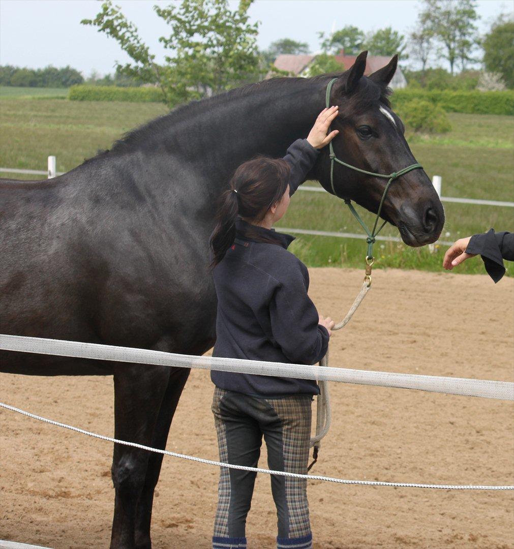 Oldenborg | Svalegaardens Indy - Indy der hilser på fotografen :)  billede 2