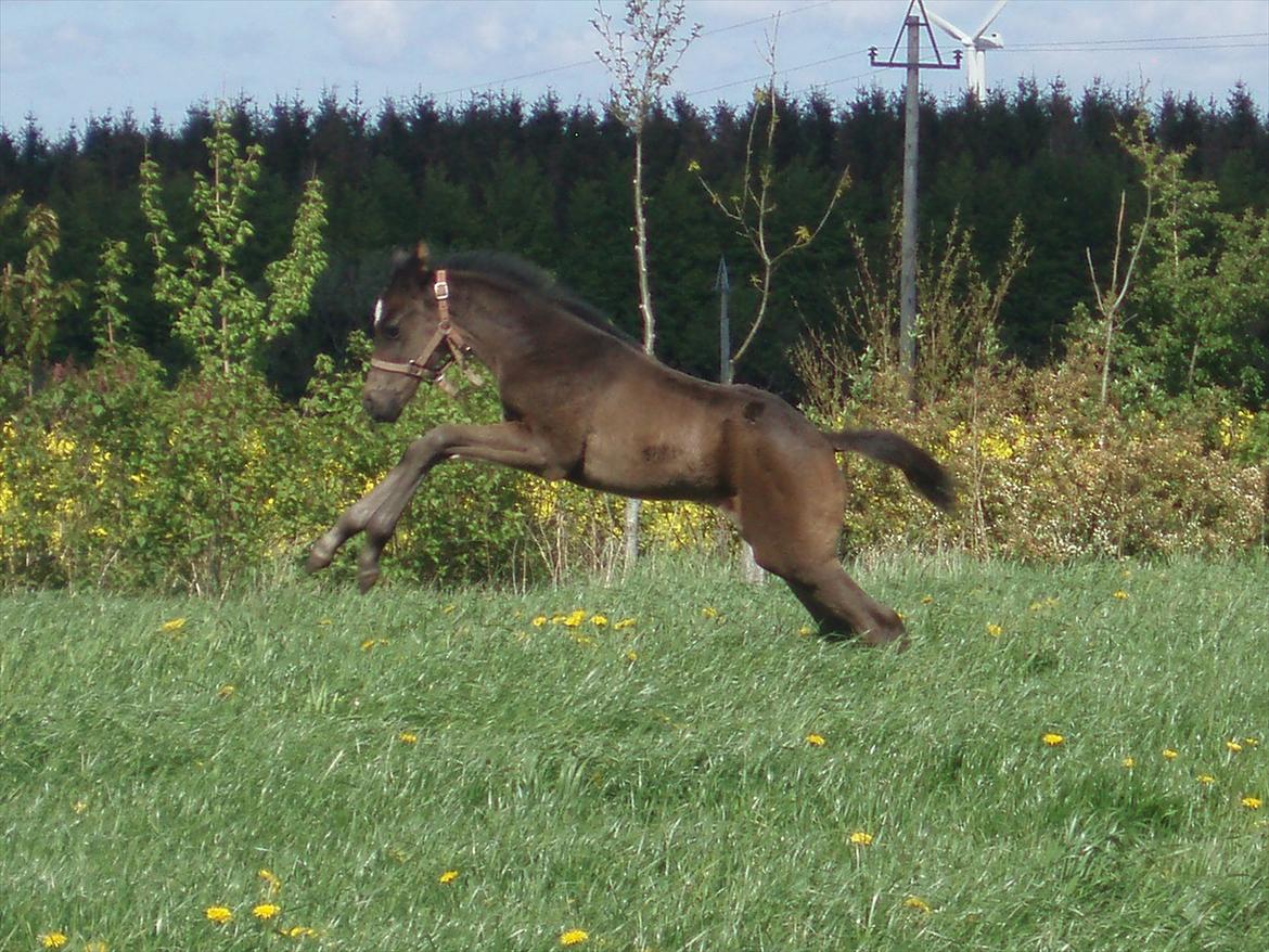 Fuldblod (XX) Bosun's Dream billede 1