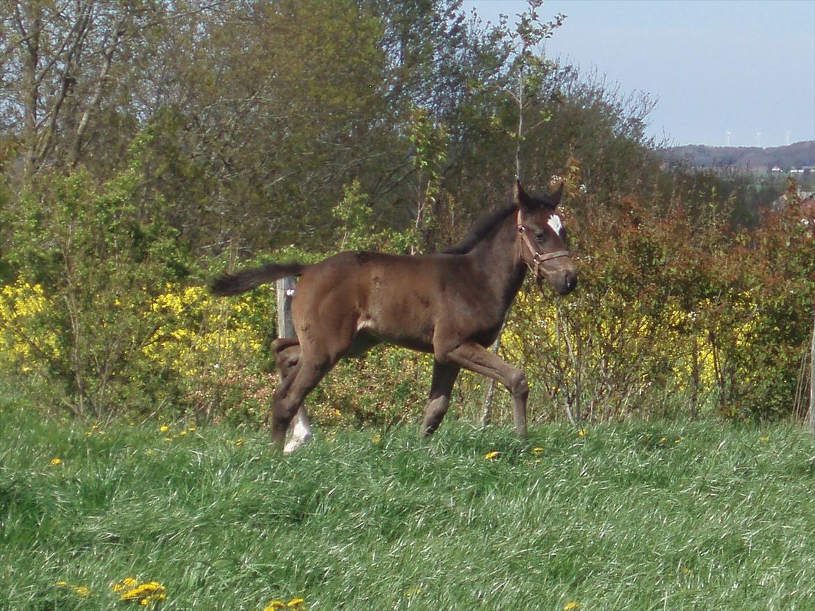 Fuldblod (XX) Bosun's Dream billede 8