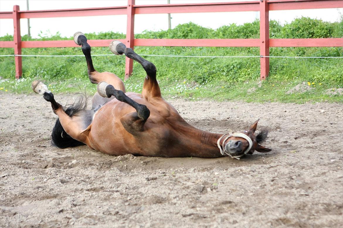 Trakehner Rebecca aka Pølsen - Efter en dejlig lang skov/strandtur, er det godt med en rulletur - Maj 2012 billede 8