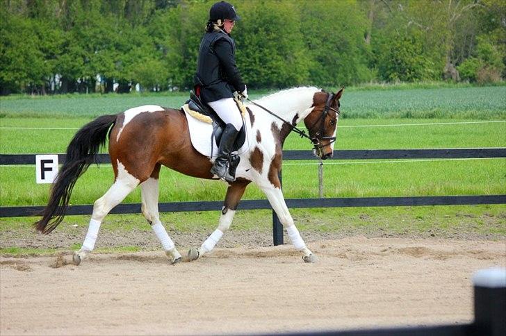 Pinto Skærbækgaards Catalina - Første dressurstævne 19. maj 2012. 
Søøøøød pige der gjorde sit bedste og tog hele stævnesituationen som om hun havde prøvet det masser af gange før :D 
Foto: Alice Rise billede 1