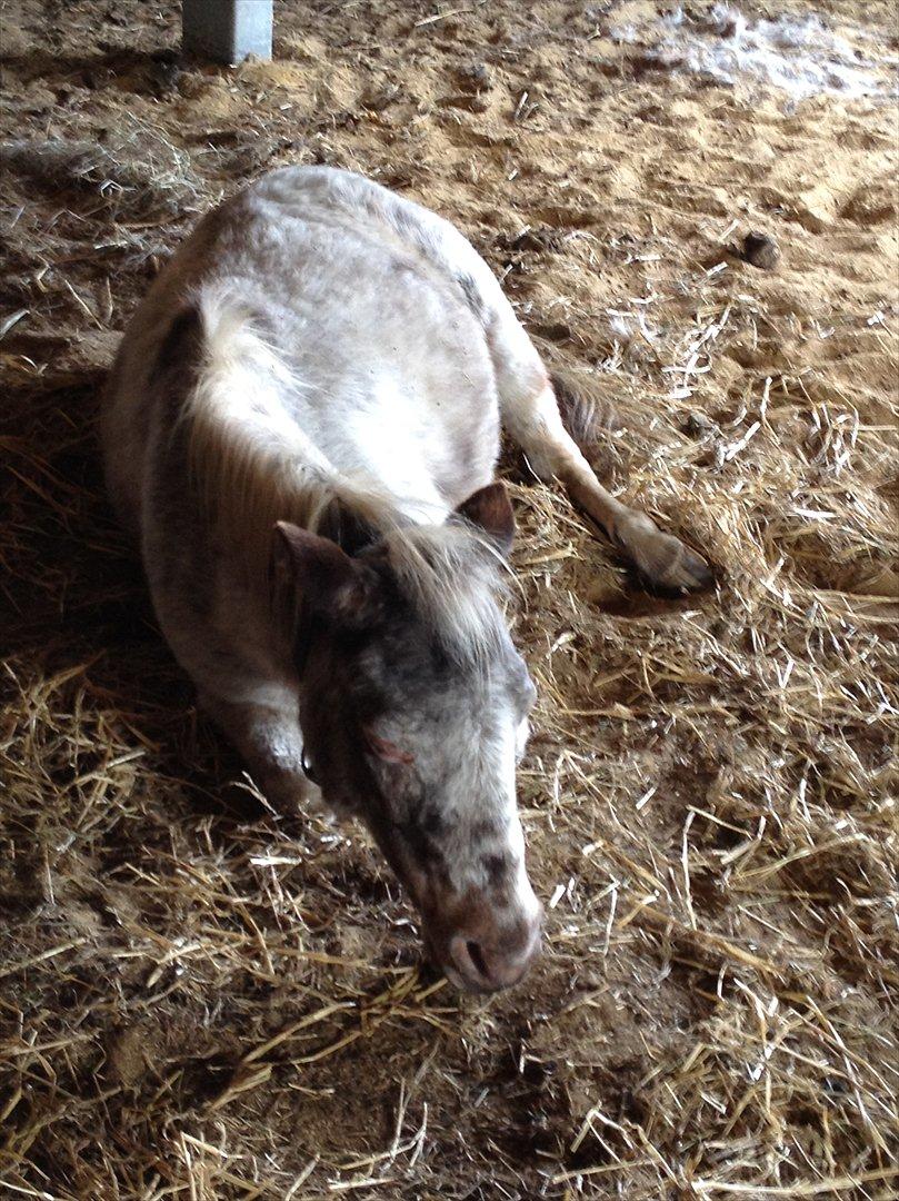 Anden særlig race musse billede 10