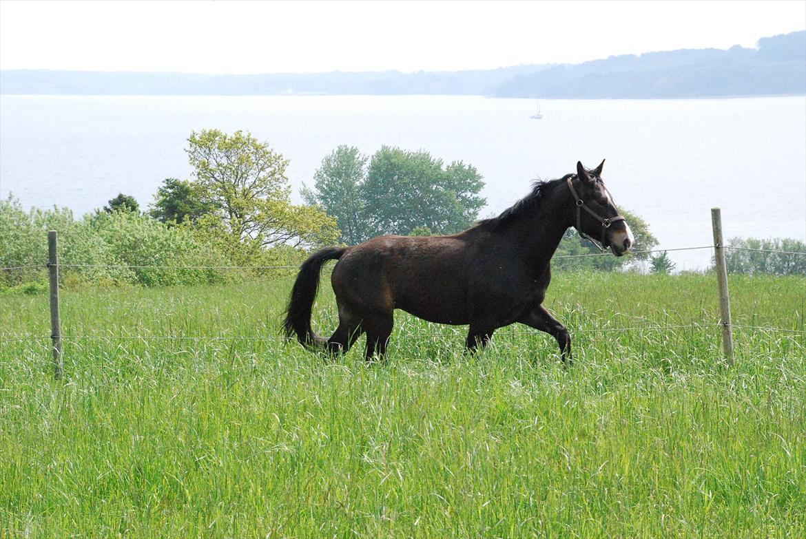 Oldenborg Yosin vest lyshøj billede 5