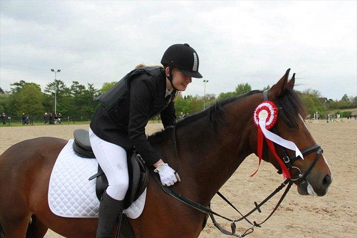 Welsh Cob (sec D) Lesto Dalton - Velkommen til Dalton´s profil:)

-Springstævne- 1.plads!:D billede 1