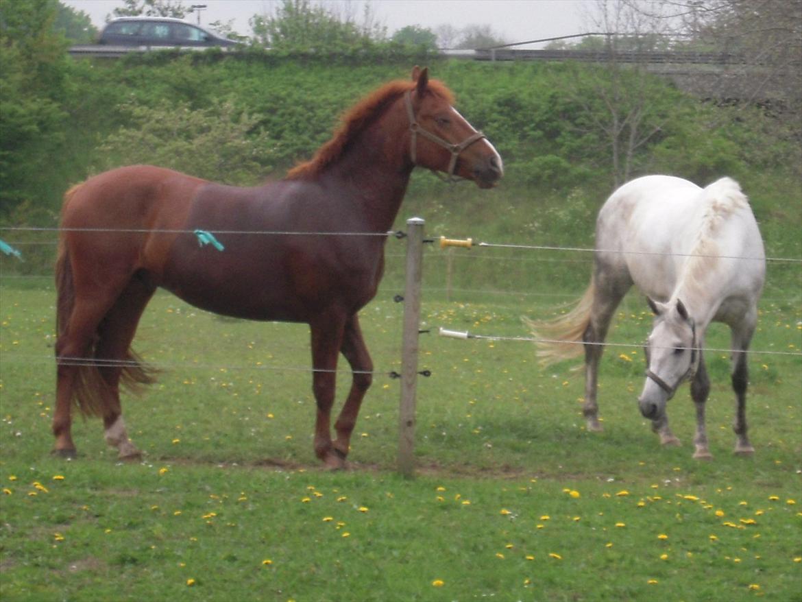 Anden særlig race Søren kvist billede 2