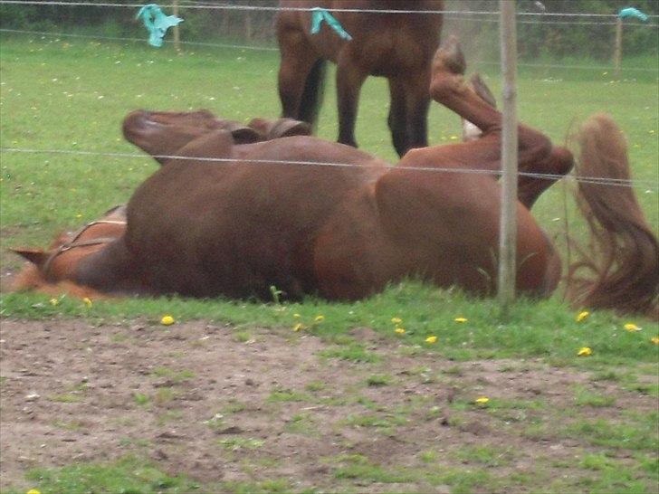 Anden særlig race Søren kvist billede 3