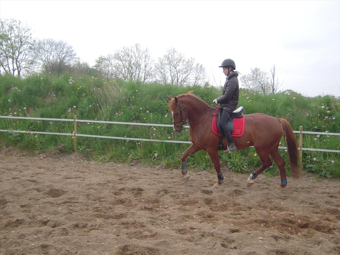 Anden særlig race Søren kvist billede 4