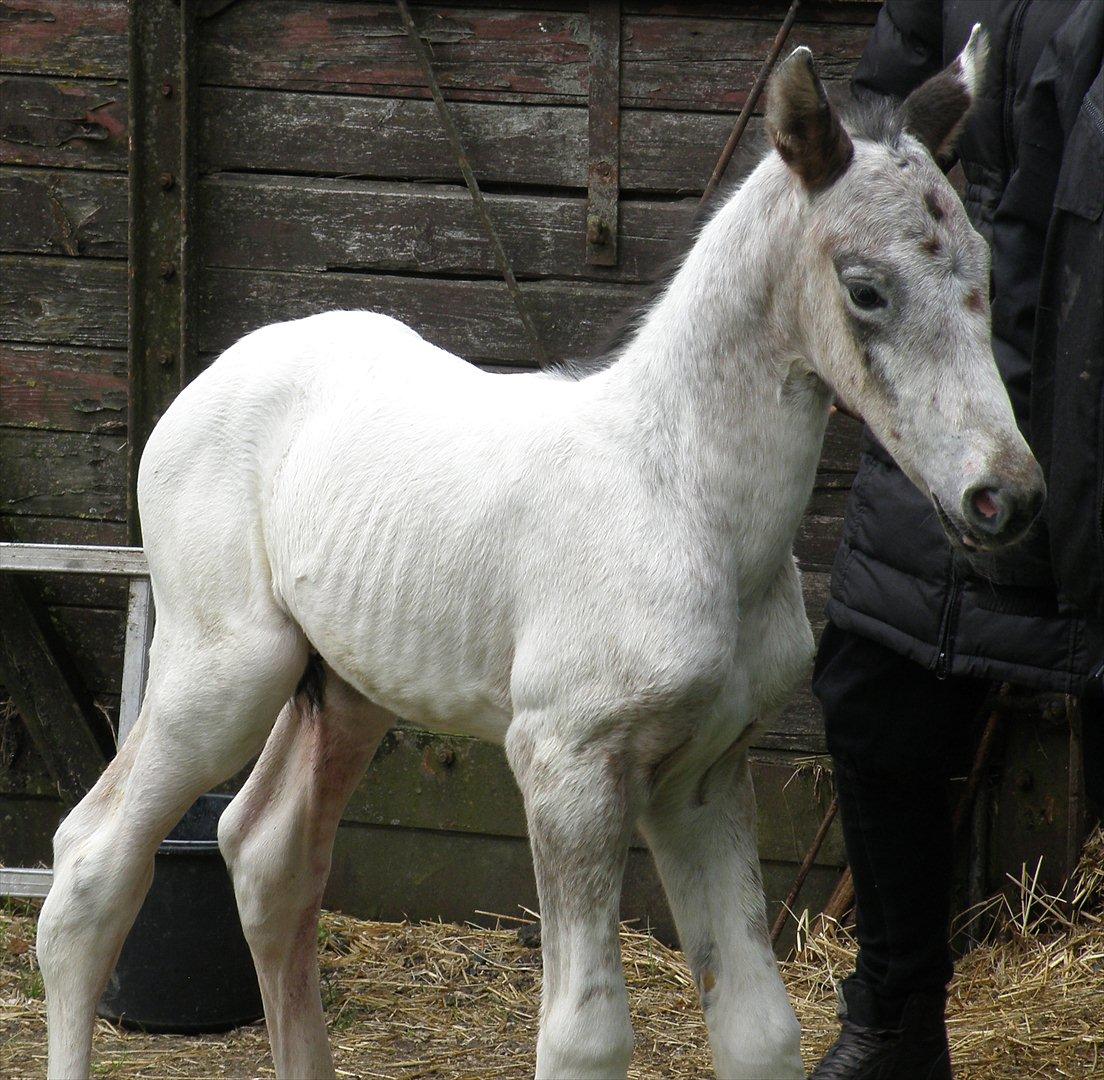 Knabstrupper Friis' Hecto Pascal af Skovbo billede 1
