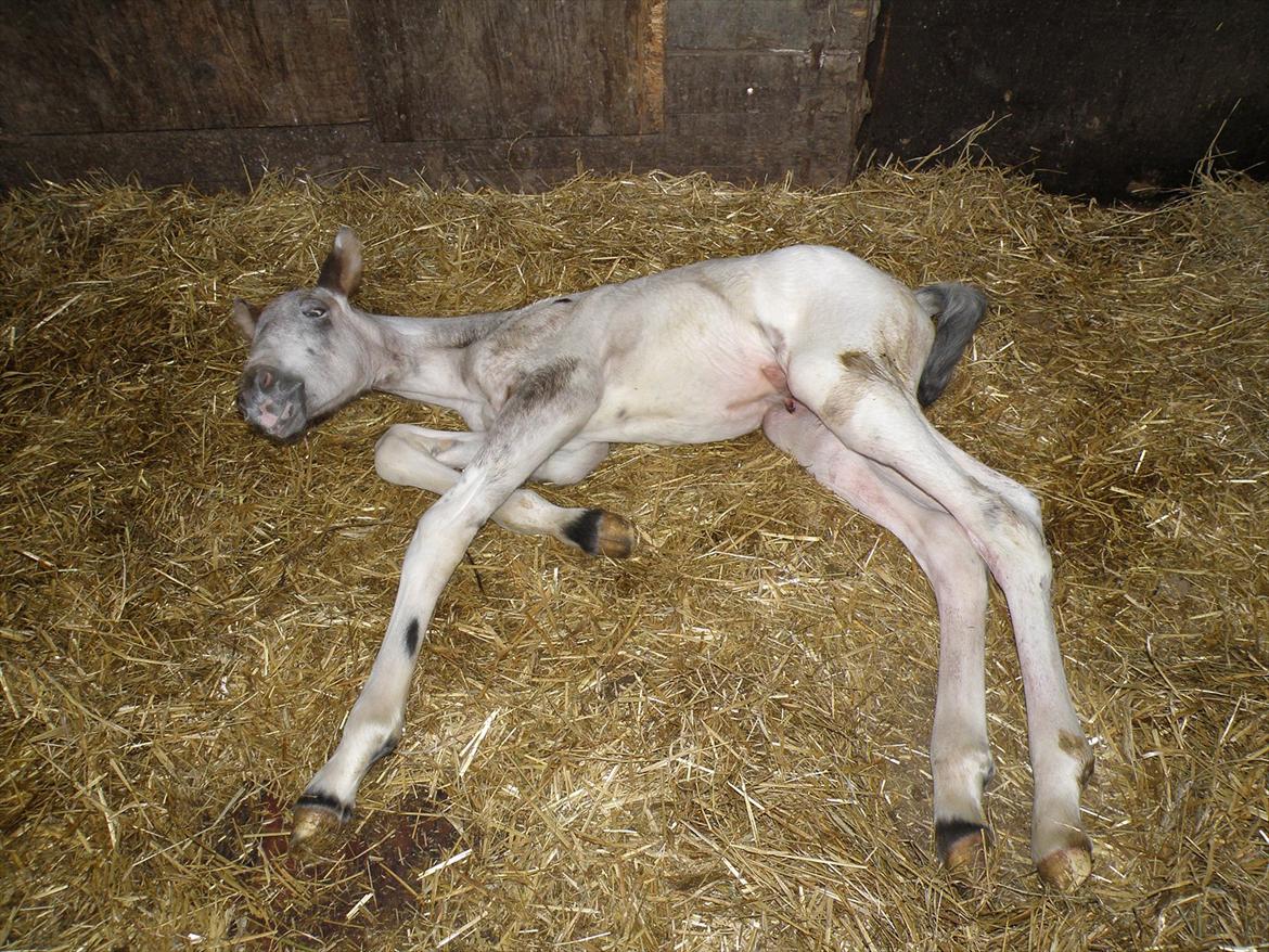 Knabstrupper Friis' Hecto Pascal af Skovbo billede 2