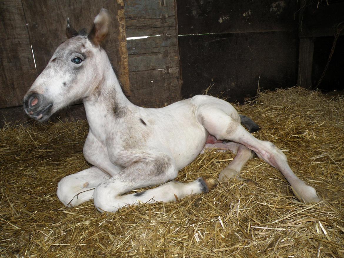 Knabstrupper Friis' Hecto Pascal af Skovbo billede 3