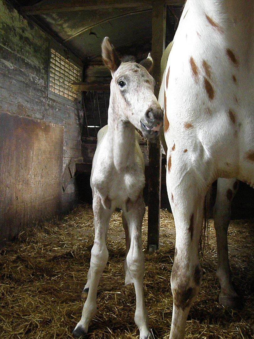 Knabstrupper Friis' Hecto Pascal af Skovbo billede 5