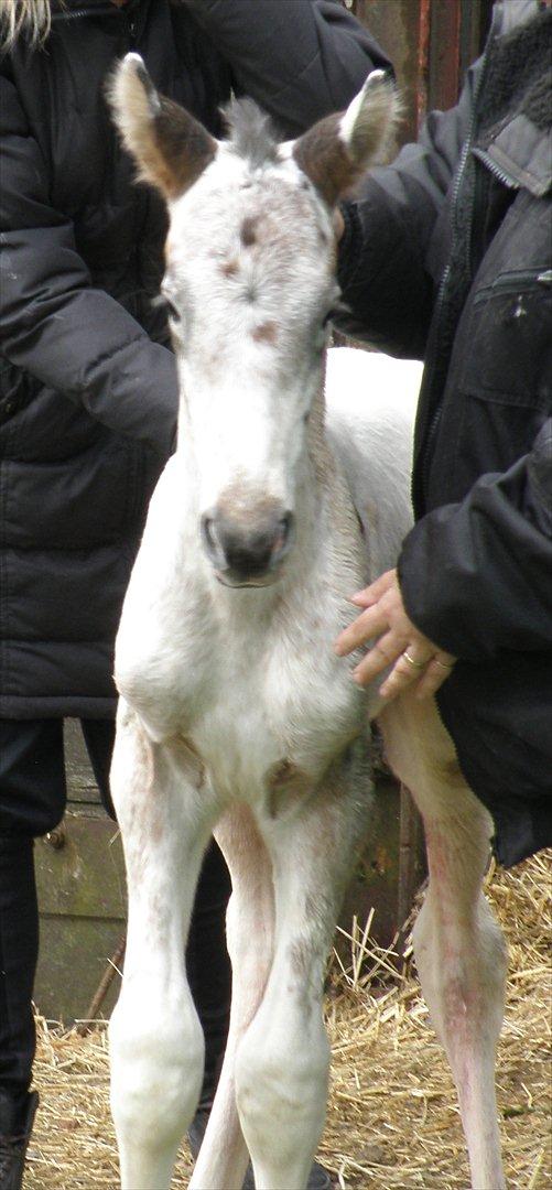 Knabstrupper Friis' Hecto Pascal af Skovbo billede 6