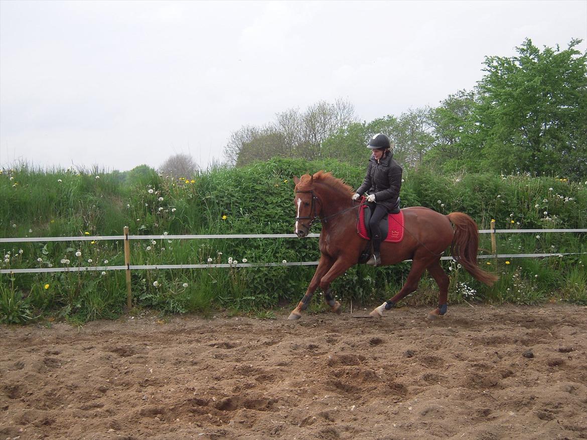 Anden særlig race Søren kvist billede 5