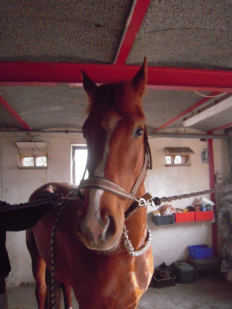 Anden særlig race Søren kvist billede 6