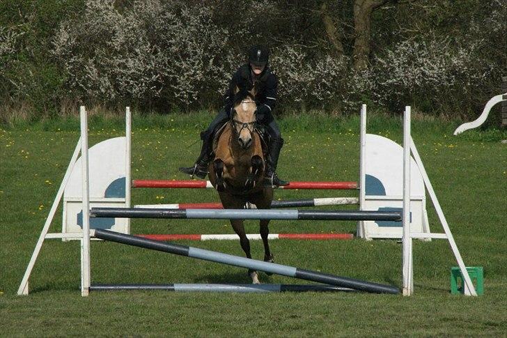 Connemara Loftsome Sandora - Første udendørstræning :) billede 17