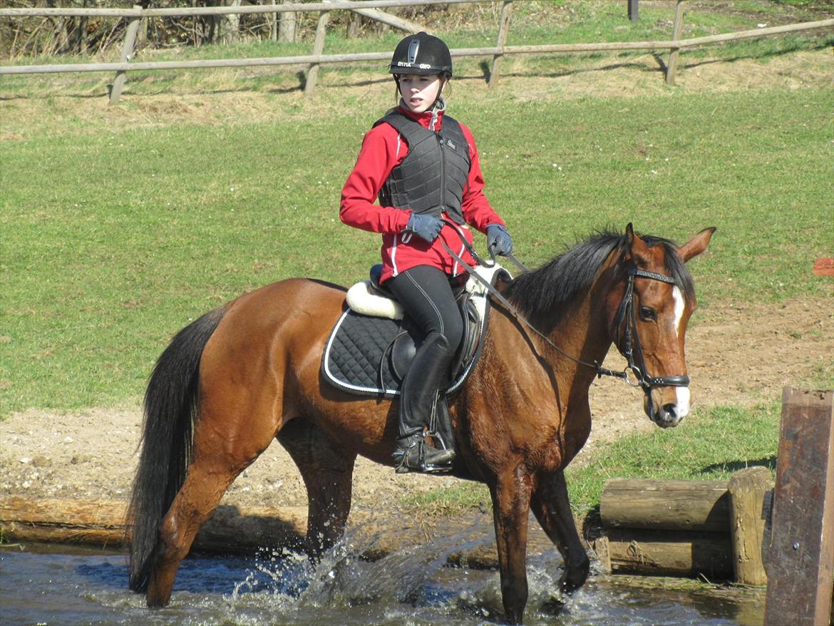 Arabisk fuldblod (OX) Emma OX billede 2