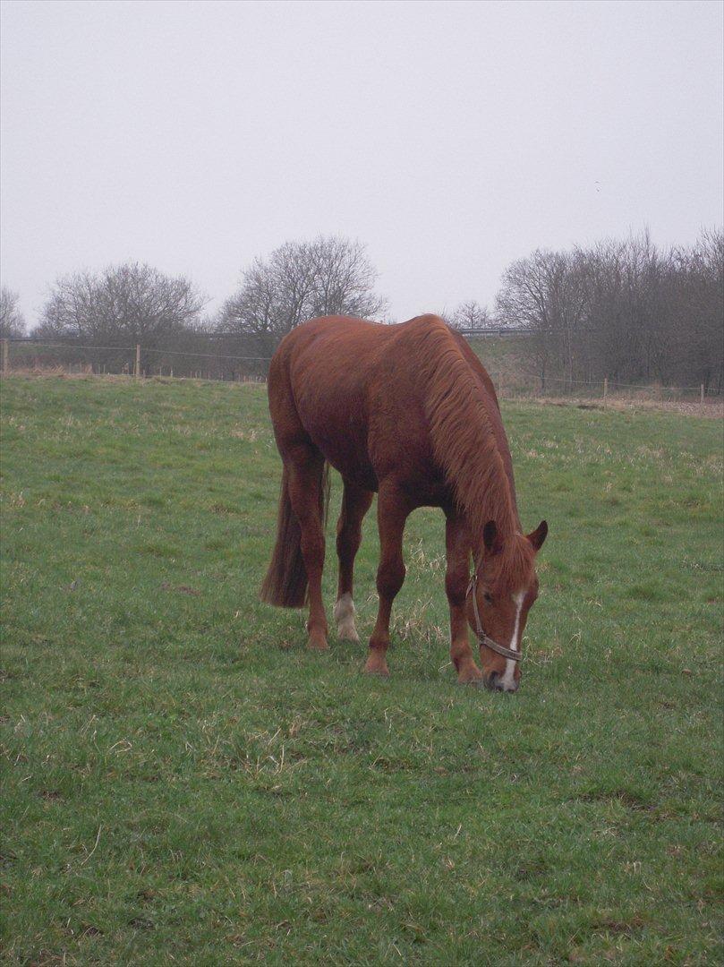 Anden særlig race Søren kvist billede 7
