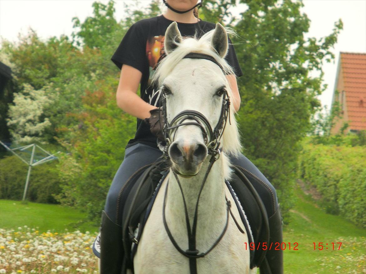 Anden særlig race Cedric Vasseur - <3 billede 6