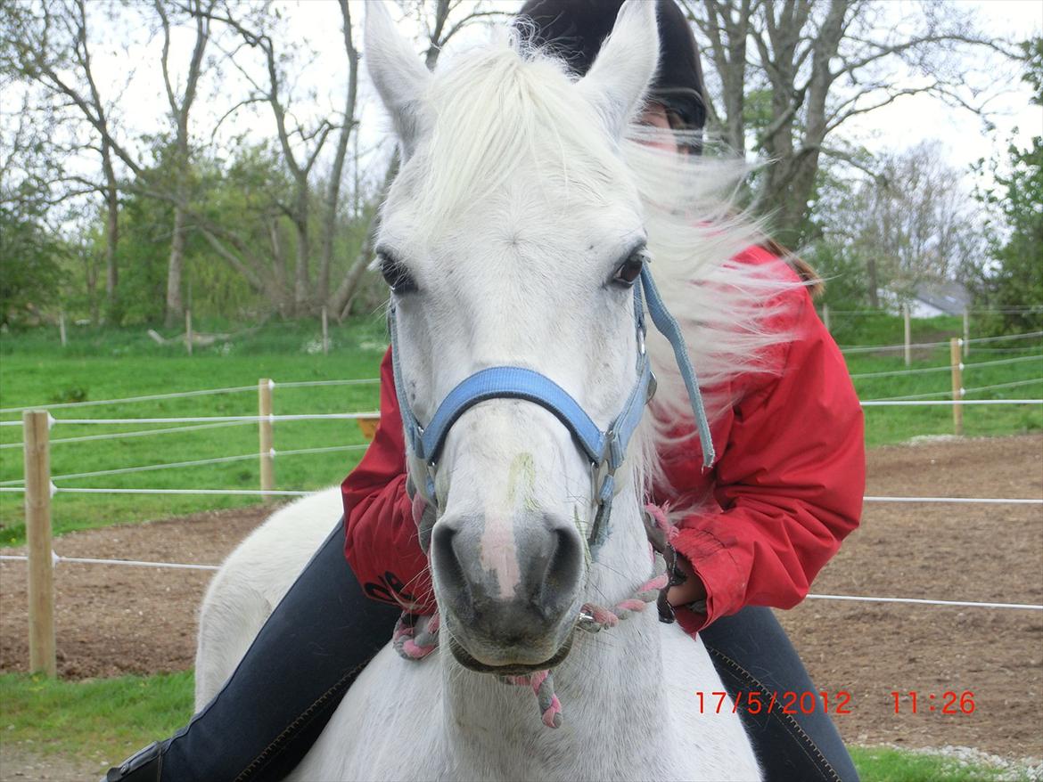 Anden særlig race Cedric Vasseur - mindreng!<3 billede 7