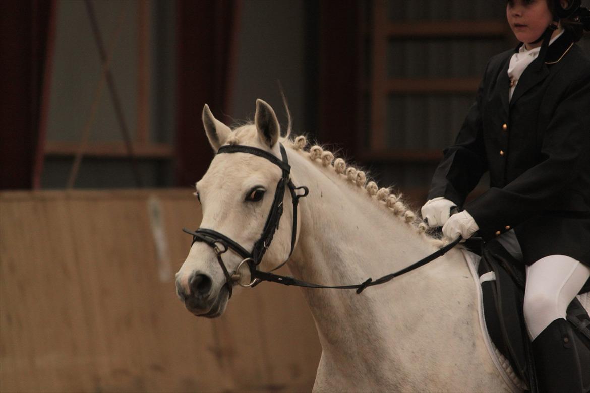 Anden særlig race Cedric Vasseur - soulmate:-*>3 billede 10