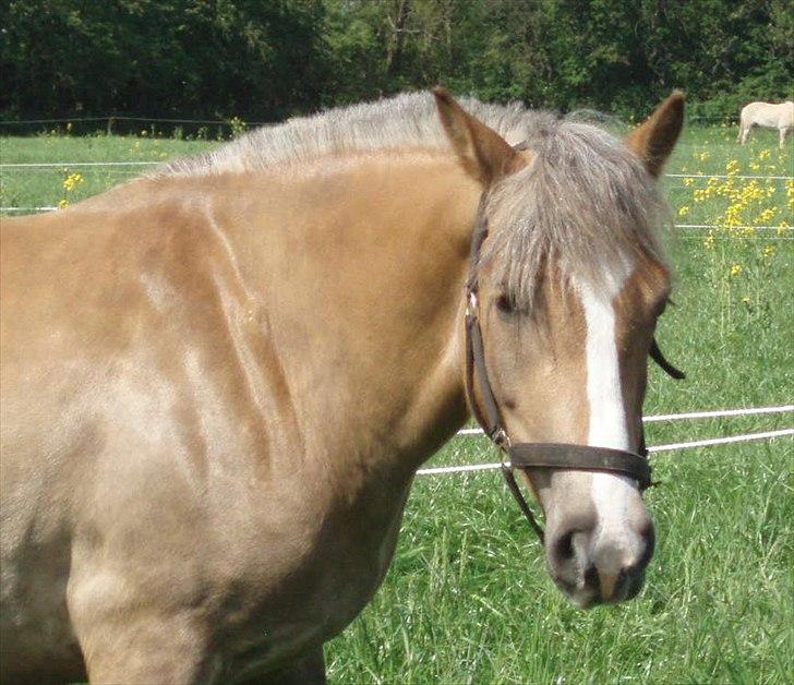 Anden særlig race RAS "Flotte fyr" - 20 Maj 2012 billede 17
