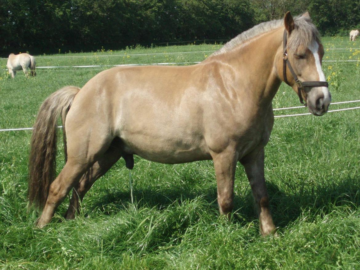 Anden særlig race RAS "Flotte fyr" - PY det her letter
20 Maj 2012 billede 19