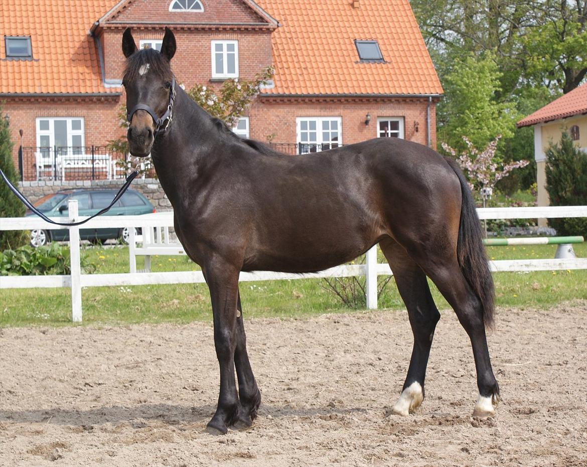 Knabstrupper Krogdalsgaards Keeper-komplet - Sådan keeper kik på cameraet
<3  billede 17