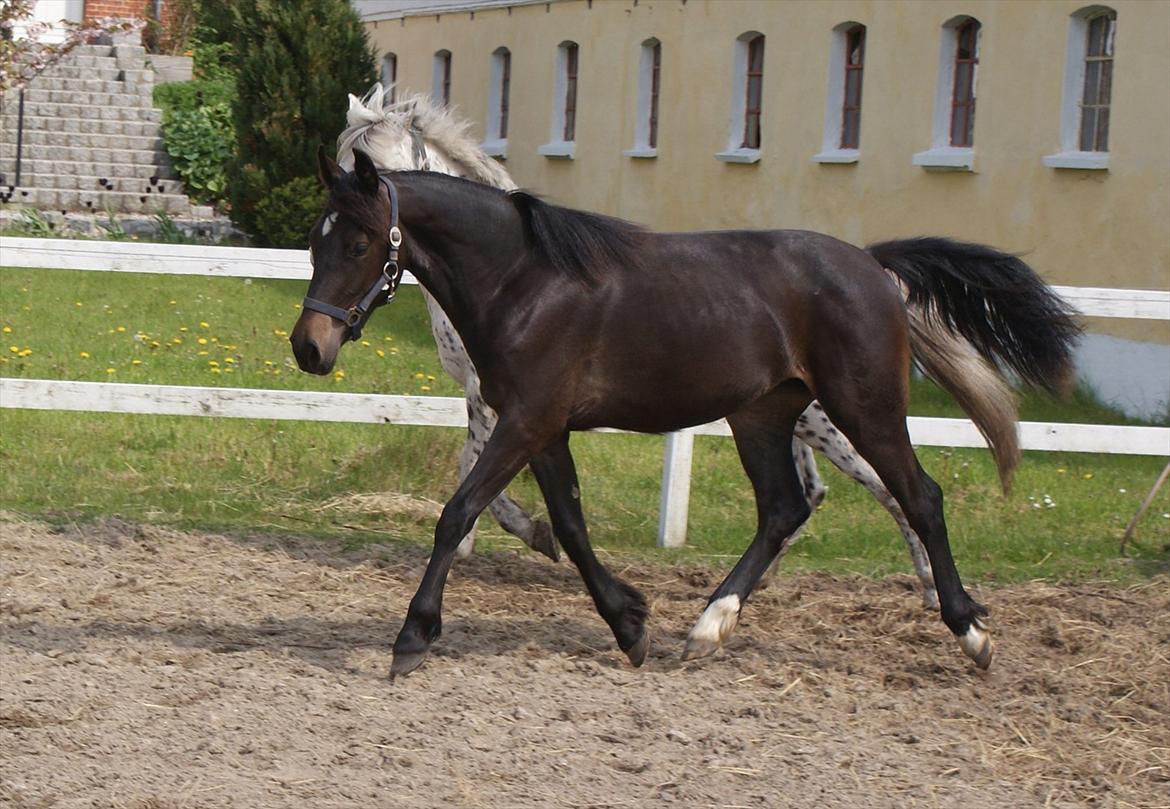 Knabstrupper Krogdalsgaards Keeper-komplet billede 18