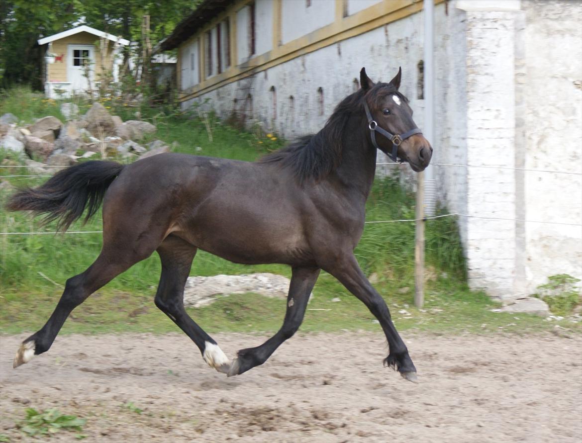 Knabstrupper Krogdalsgaards Keeper-komplet - I believe I can fly ! <3 XD billede 19