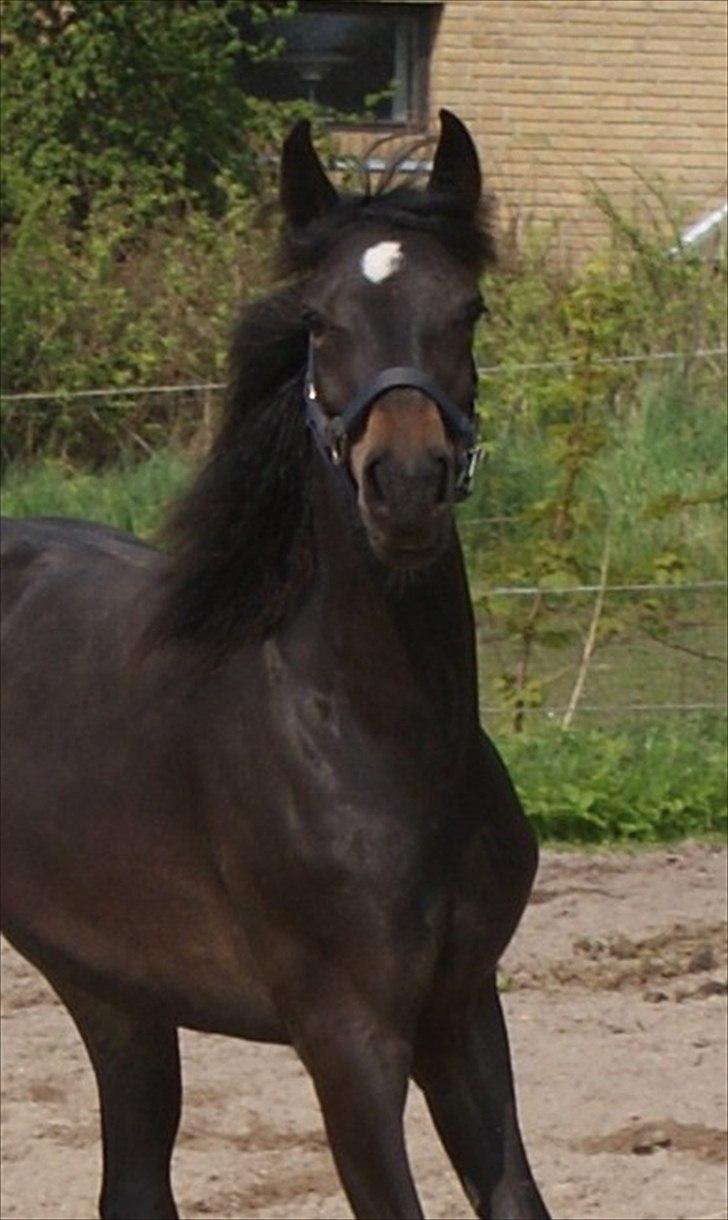 Knabstrupper Krogdalsgaards Keeper-komplet - Nårhh! <3 billede 20