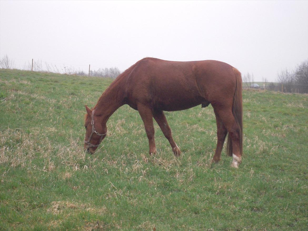 Anden særlig race Søren kvist billede 8
