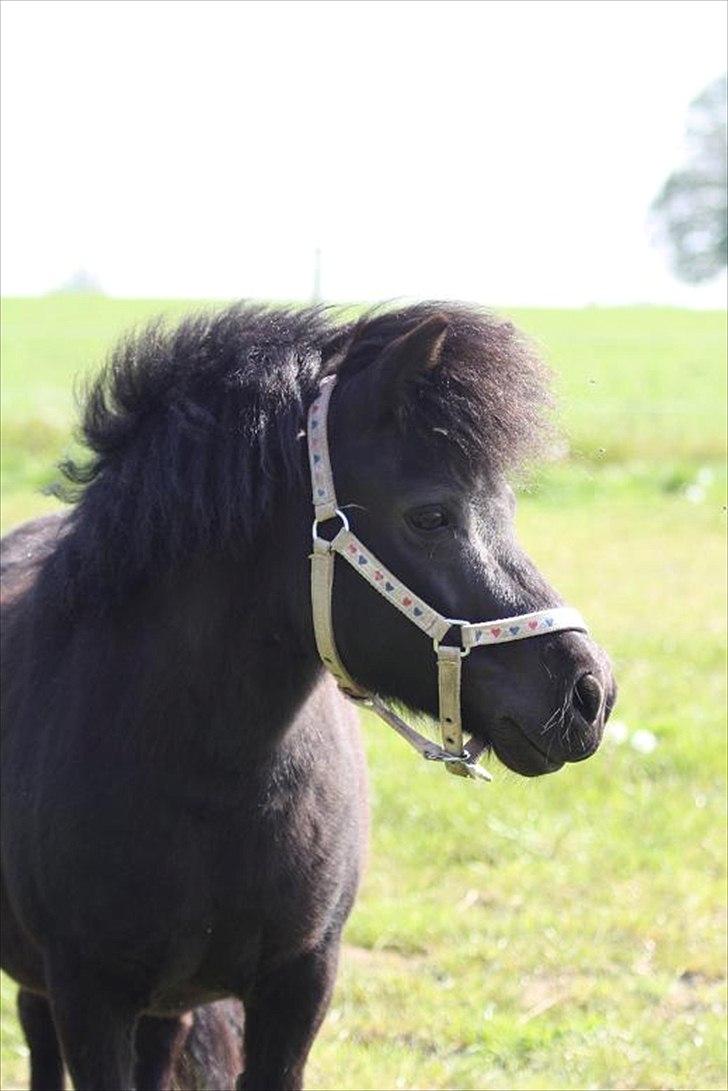 Shetlænder Molly billede 5