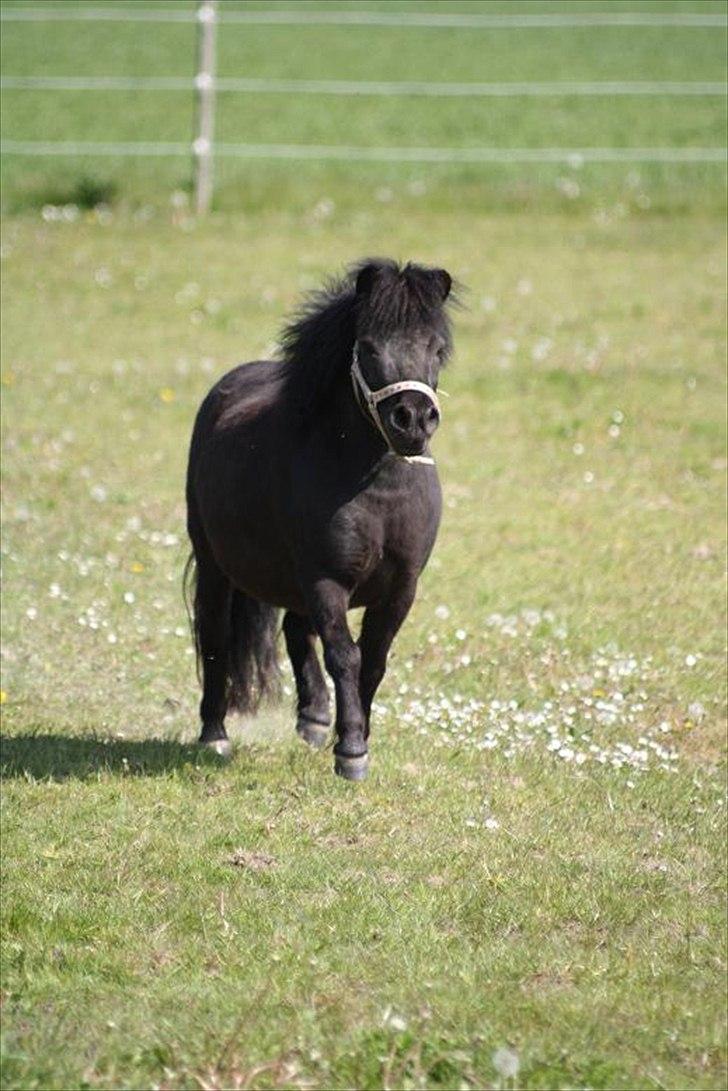 Shetlænder Molly - Molly min lille stjerne <3 billede 12