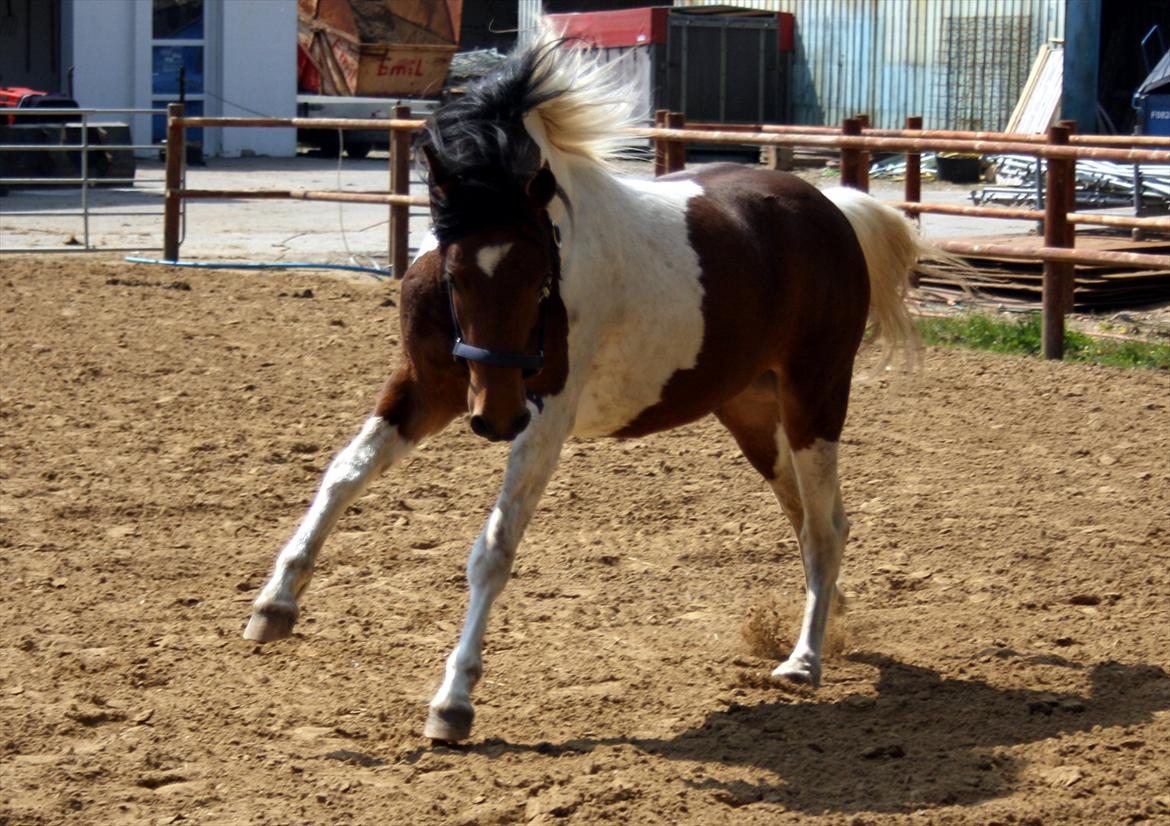 Welsh Cob (sec D) / Pinto - Skovbjerggårds Lukas (SOLGT) billede 13