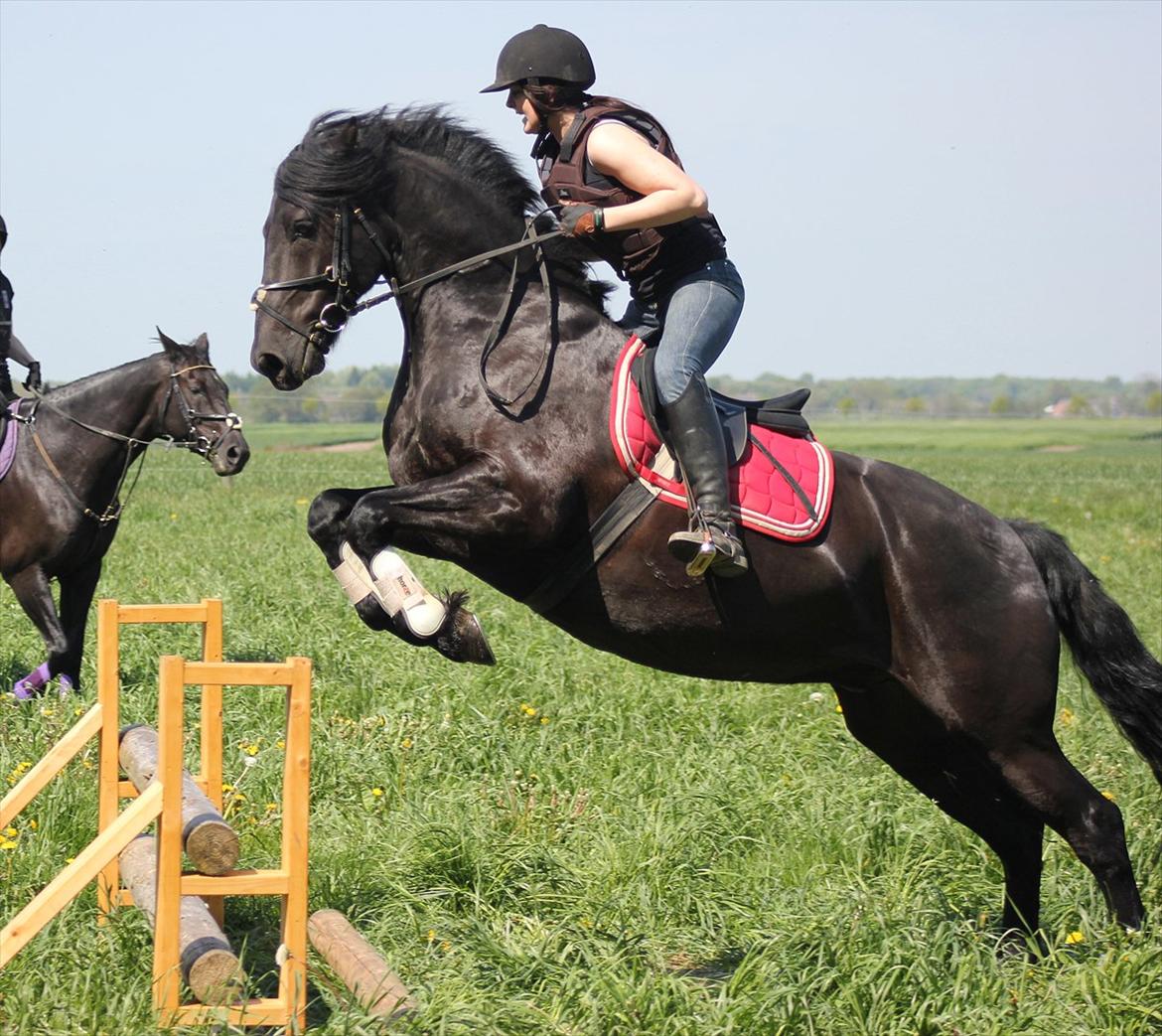 Anden særlig race Prinse'hesten Chopin - Mit eventyr! :* - Weeeeeeeeeeeeeee.... :-D Chopin for første gang på Militarybane! :p hi hi, tosse hest, som bare hyggede sig helt åndssvagt! :'D miiin dejlige hest!! ♥ billede 9