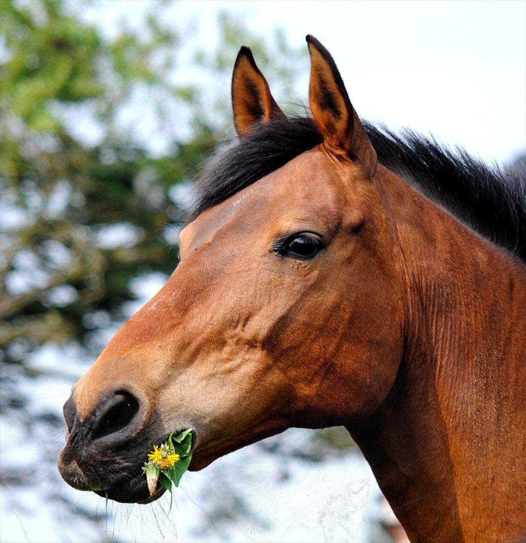 Dansk Varmblod Fiona billede 20