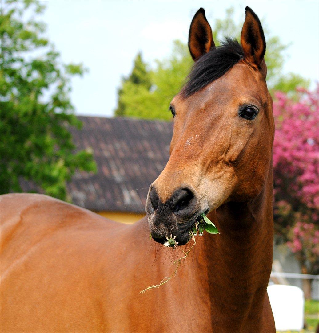 Dansk Varmblod Fiona - Fiona 16 år gammel  billede 2
