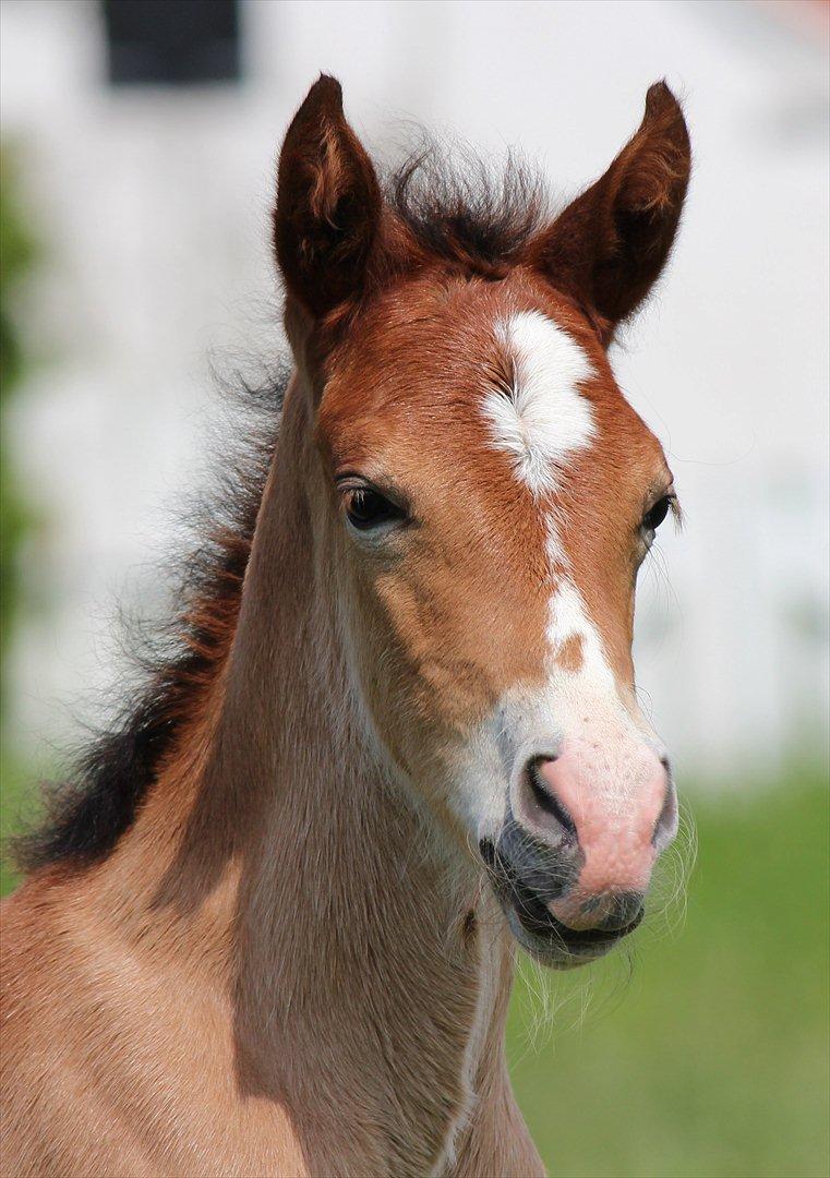Welsh Cob (sec D) Tekens Zia  - Zia 6 dage gammel  billede 1