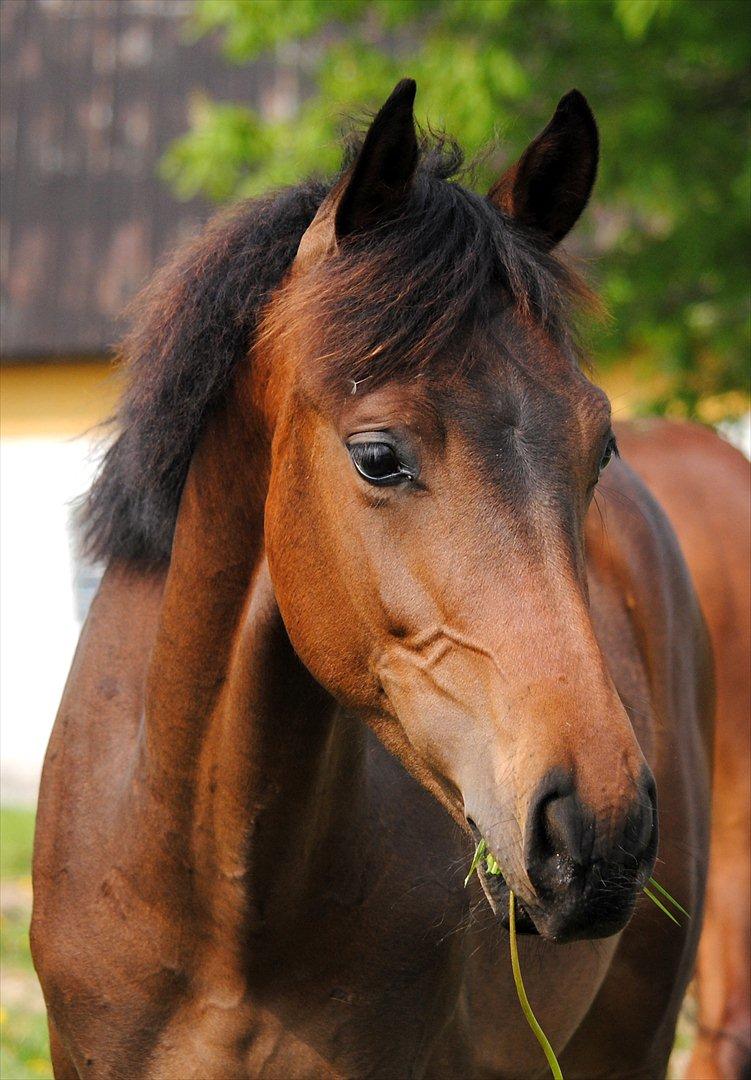 Dansk Varmblod Safran L billede 8