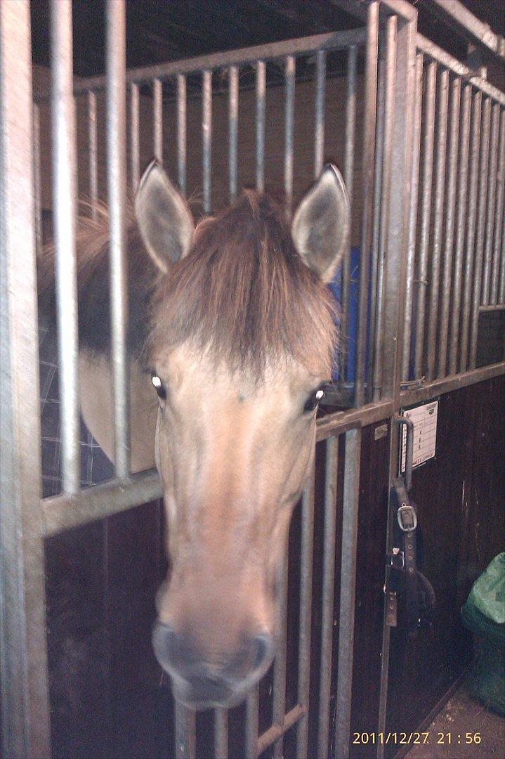 Anden særlig race Di'Mani's Freja billede 6