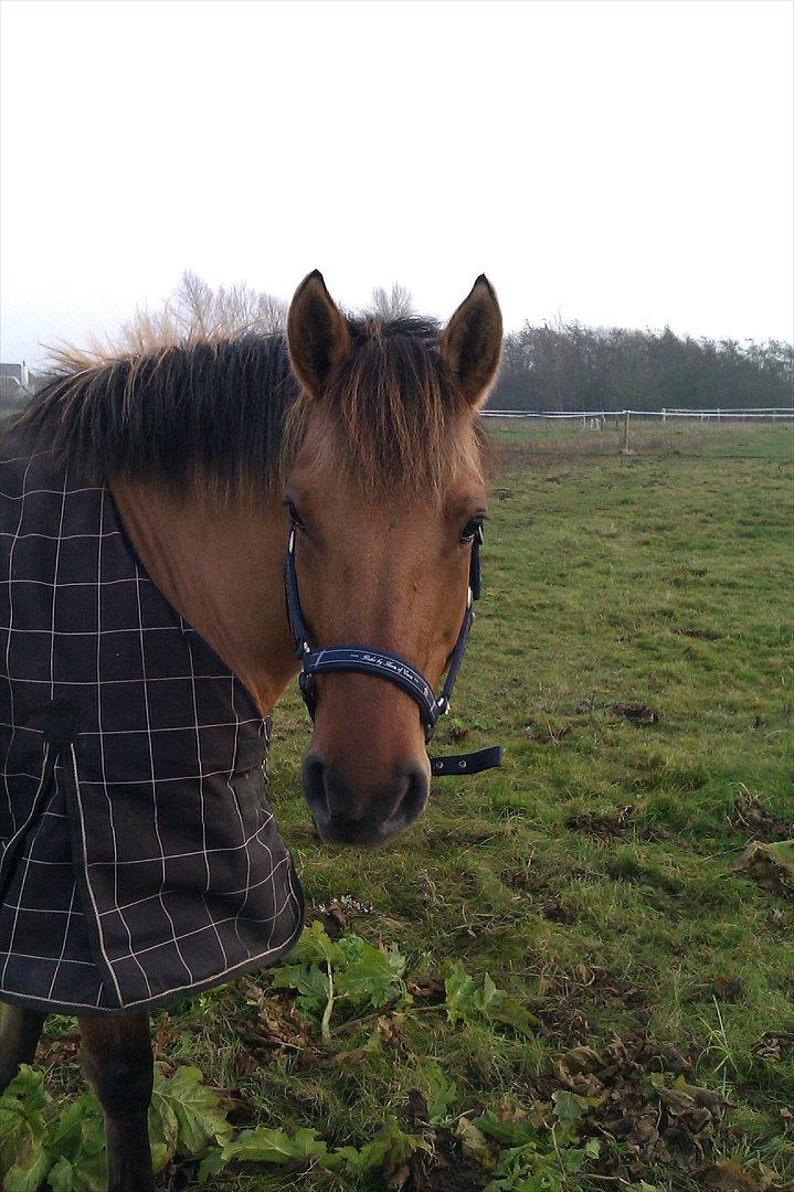 Anden særlig race Di'Mani's Freja billede 4