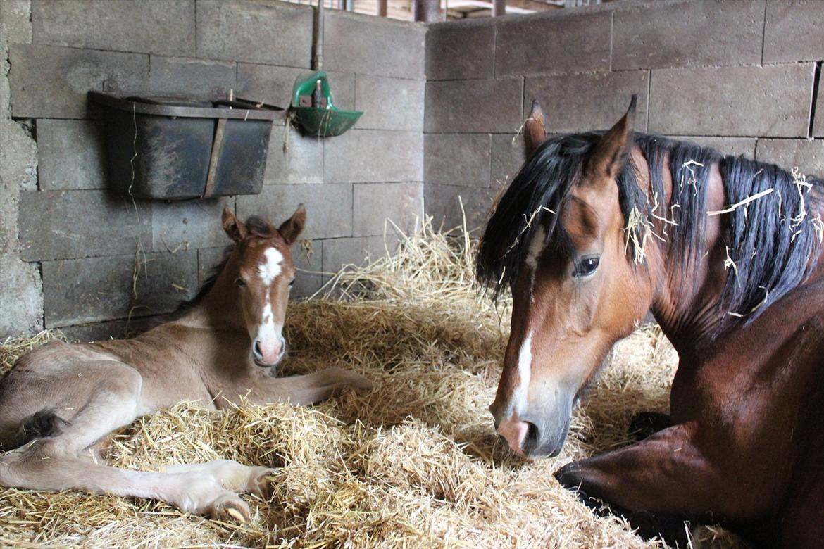 Welsh Cob (sec D) Tekens Zia  - Zia 10 timer gammel   billede 2