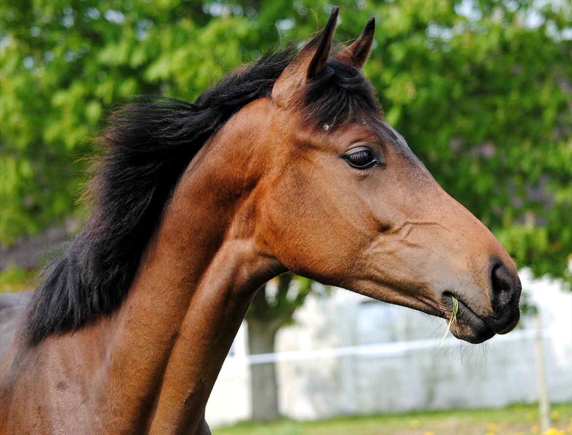 Dansk Varmblod Safran L billede 19