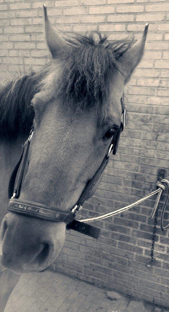 Anden særlig race Di'Mani's Freja billede 2