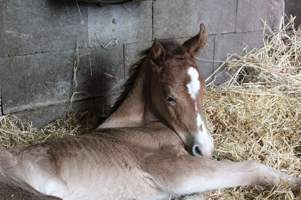 Welsh Cob (sec D) Tekens Zia  billede 3