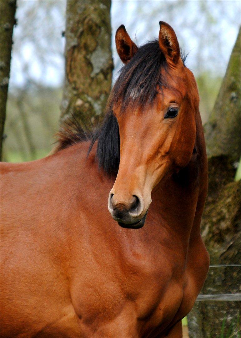 Dansk Varmblod Castana L billede 18