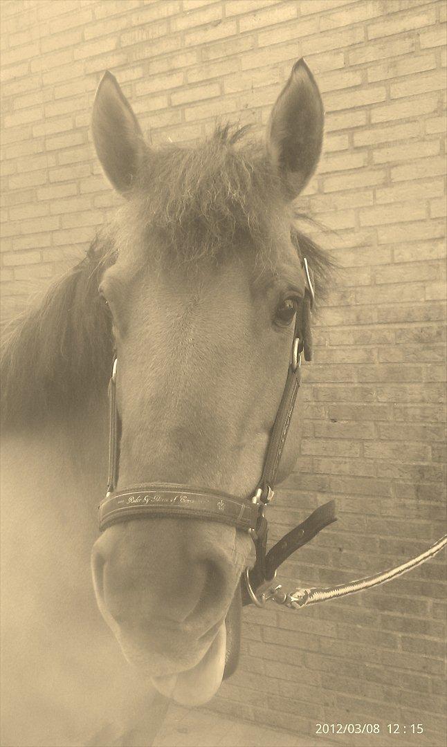 Anden særlig race Di'Mani's Freja billede 8