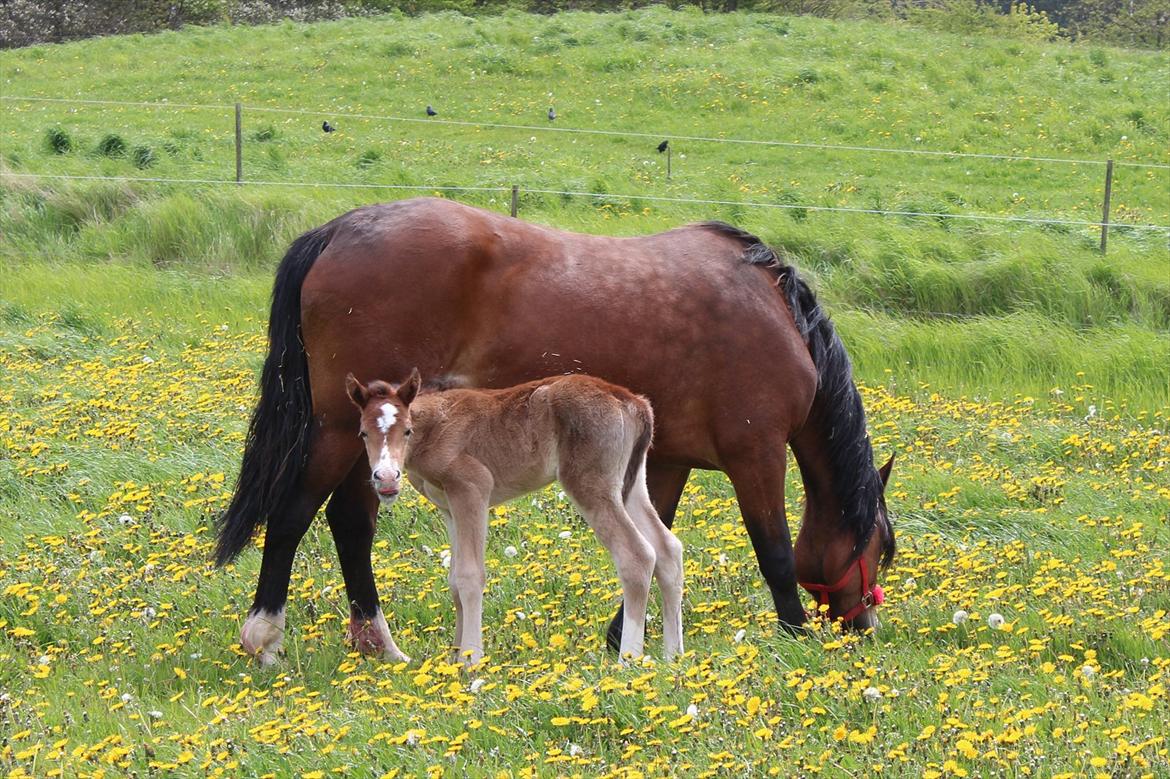 Welsh Cob (sec D) Tekens Zia  - Første dag i det grønne billede 4